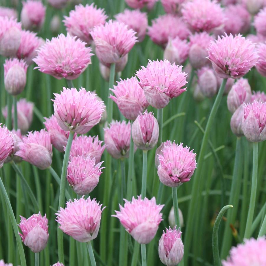 Allium schoenpraesum 'Forescate' - Pink Chives from Hoffie Nursery