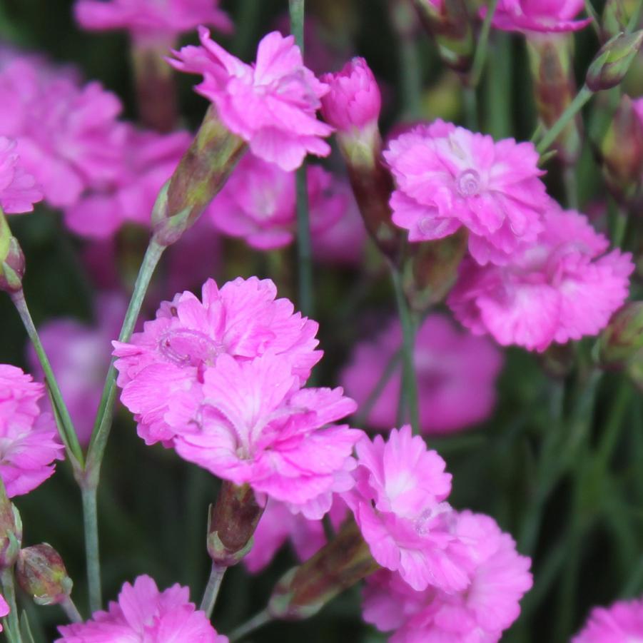 Dianthus gratianapolitanus 'Tiny Rubies' - Cheddar Pinks from Hoffie Nursery