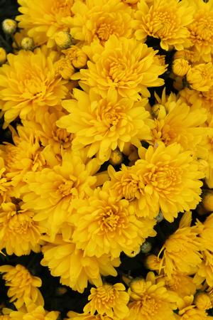 Chrysanthemum Brittany Yellow