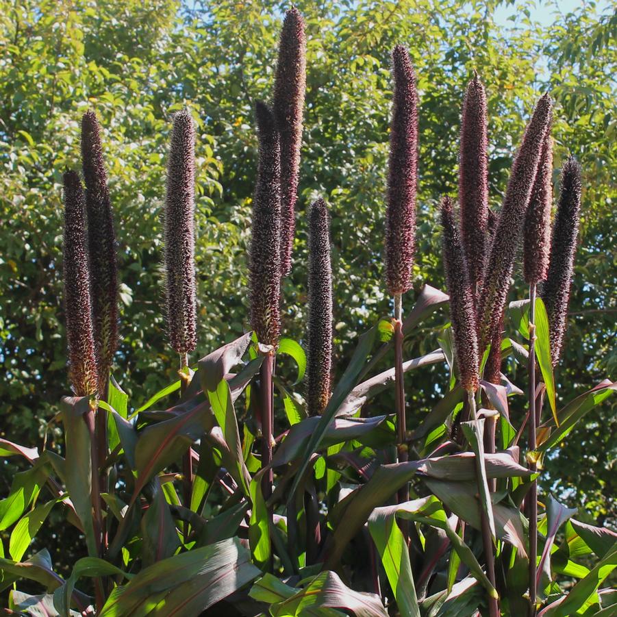 Millet 'Purple Baron' - Pennisetum glaucum from Hoffie Nursery