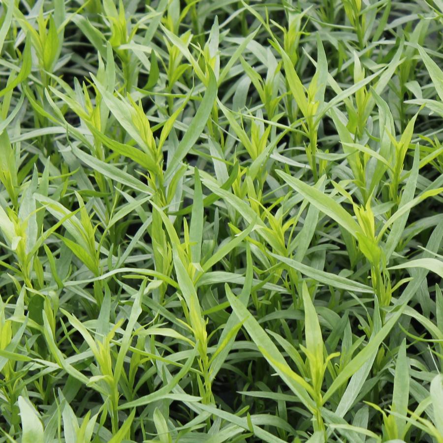 Tarragon, French - Artemisia dracunculus from Hoffie Nursery