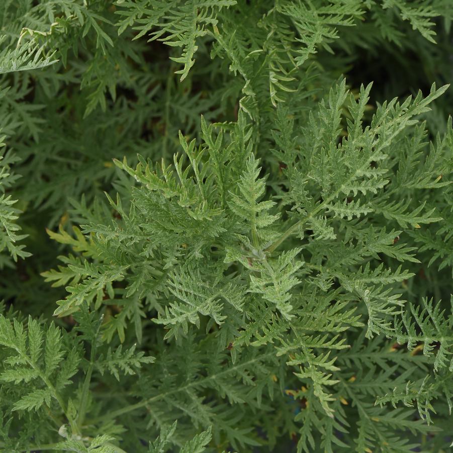 Artemisia gmelinii Sunfern™ 'Arcadia' - Wormwood from Hoffie Nursery
