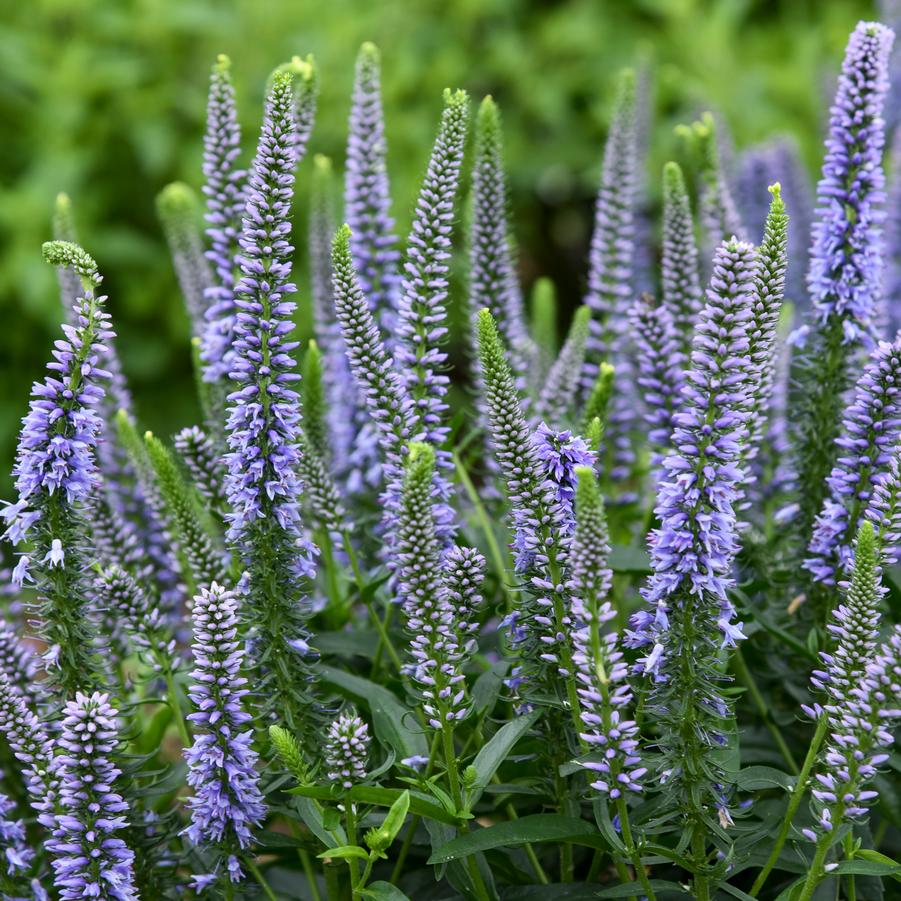 Veronica Magic Show 'Ever After' - Speedwell from Hoffie Nursery