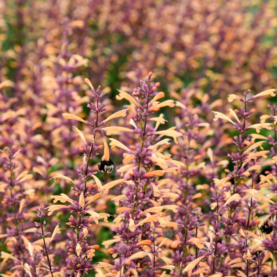 Agastache MEANT TO BE® Queen Nectarine