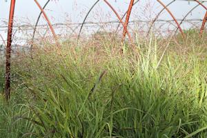 Panicum virgatum 'Shenandoah' - Red Switch Grass from Hoffie Nursery