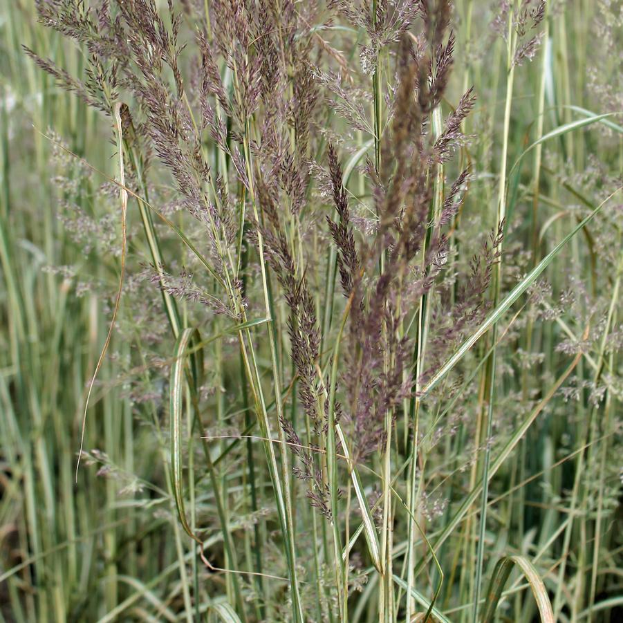 Calamagrostis acutiflora 'Avalanche' - Variegated Feather Reed Grass from Hoffie Nursery