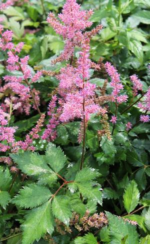 Astilbe chinensis Maggie Daley
