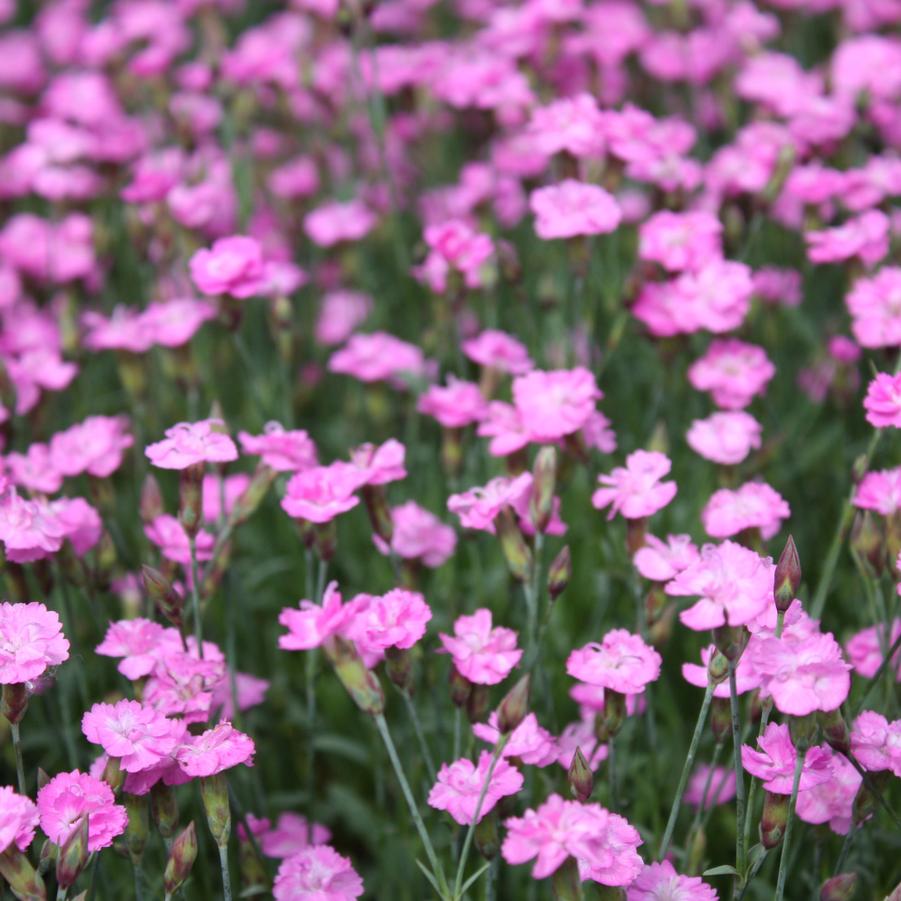Dianthus gratianapolitanus 'Tiny Rubies' - Cheddar Pinks from Hoffie Nursery