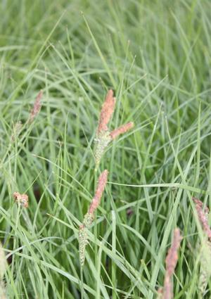 Carex stricta 