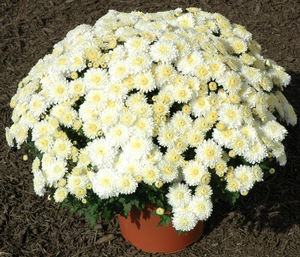 Chrysanthemum Frosty Cheryl White