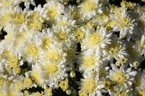 Chrysanthemum Wilma White
