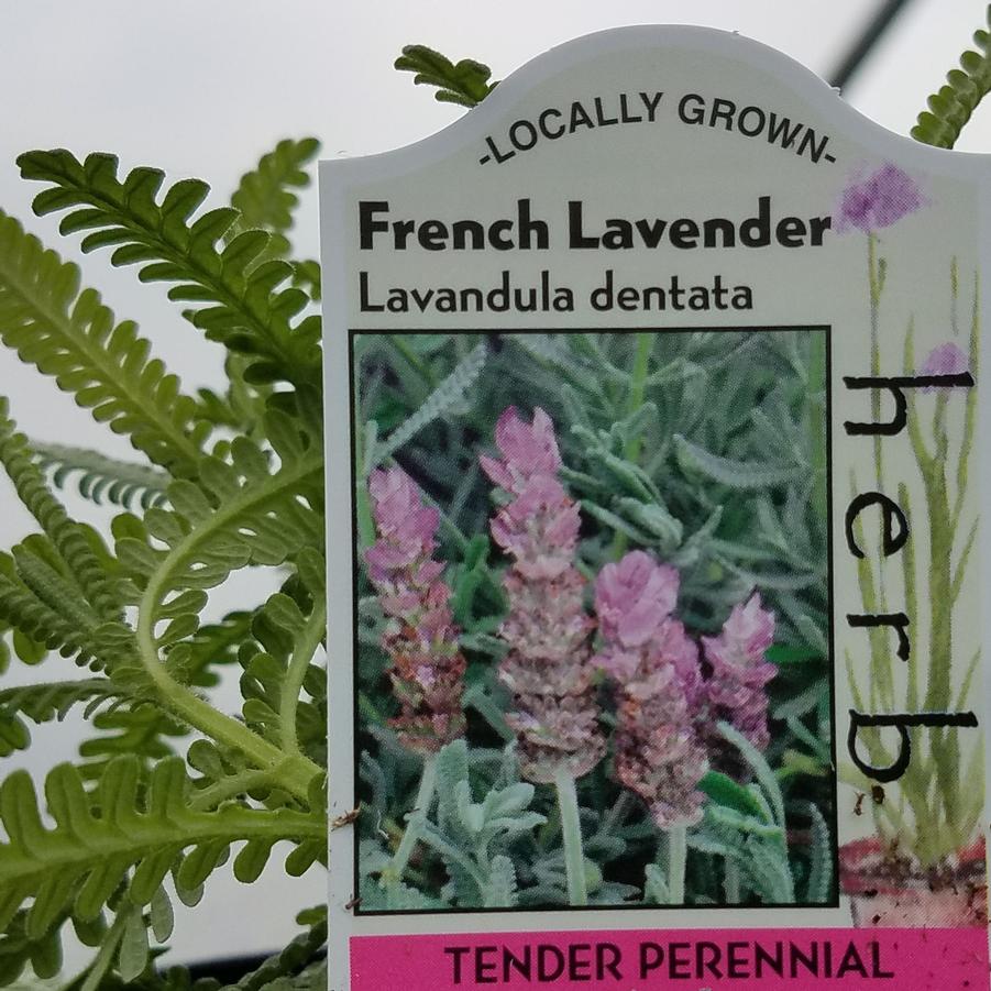 Lavender, French - Lavandula from Hoffie Nursery