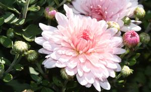 Chrysanthemum Milano Pink