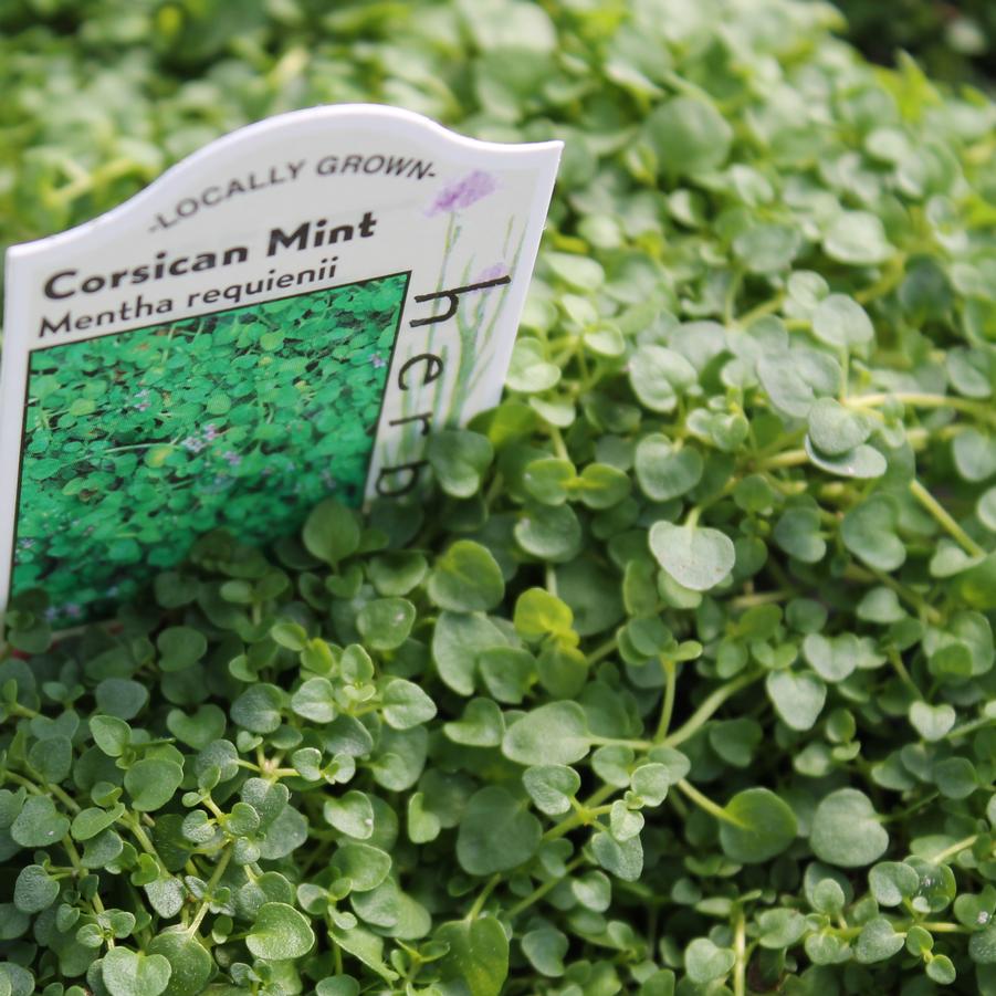 Mint, Corsican - Mentha requienii from Hoffie Nursery