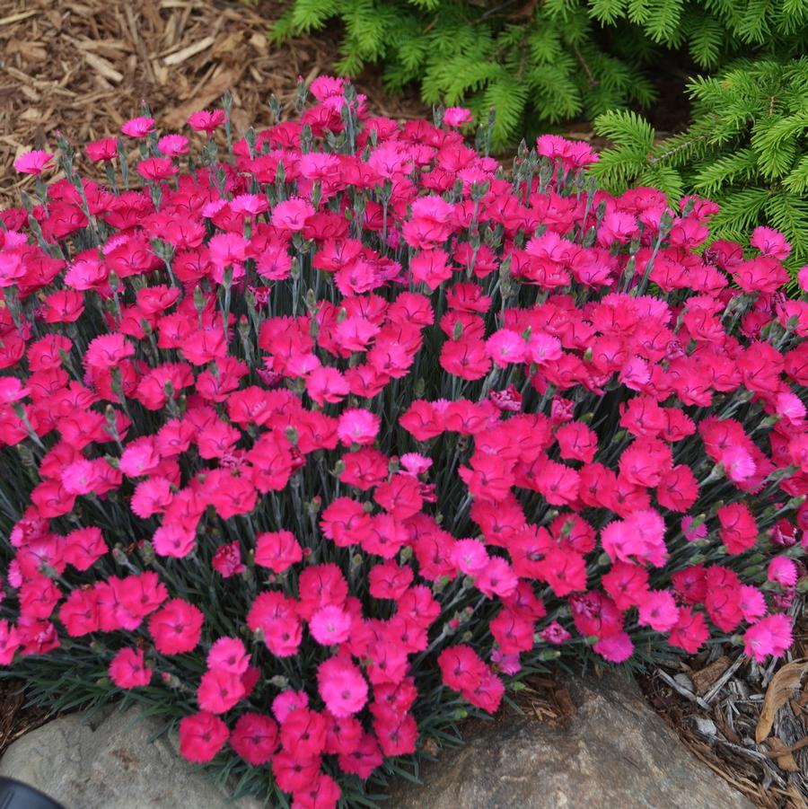 Dianthus 'Paint the Town Magenta' - Pinks from Hoffie Nursery