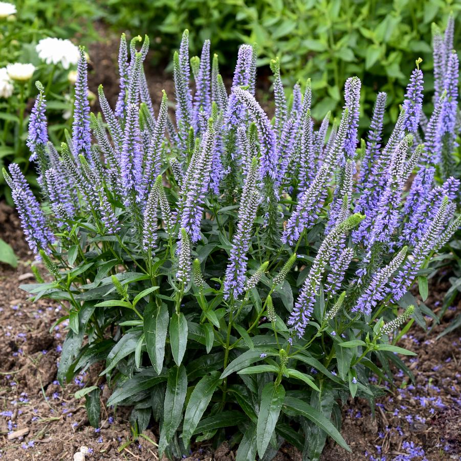 Veronica Magic Show 'Ever After' - Speedwell from Hoffie Nursery