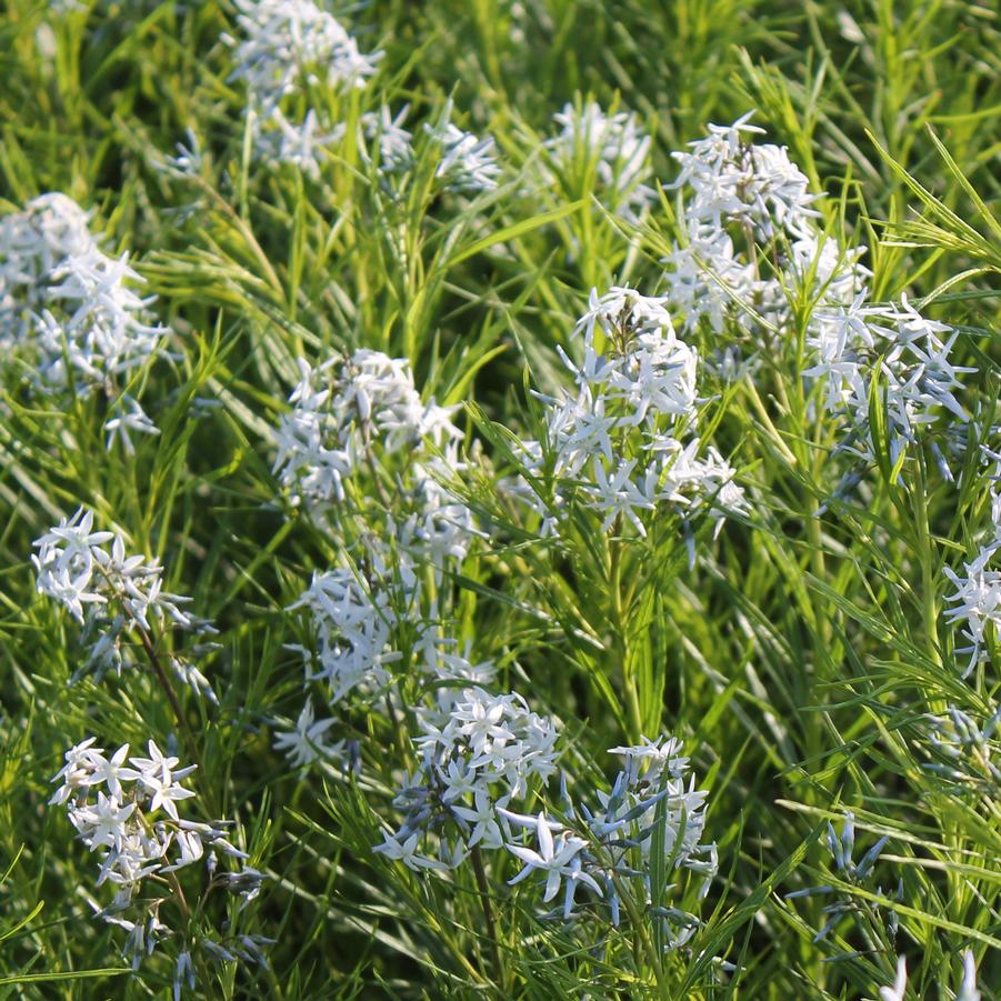 Amsonia hubrichtii - Narrow Leaf Blue Star from Hoffie Nursery