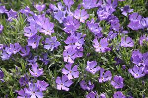 Phlox Violet Pinwheels