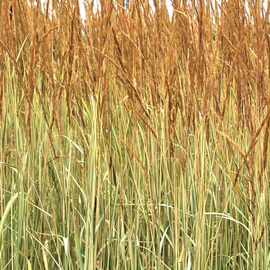 Calamagrostis acutiflora 'Avalanche' - Variegated Feather Reed Grass from Hoffie Nursery