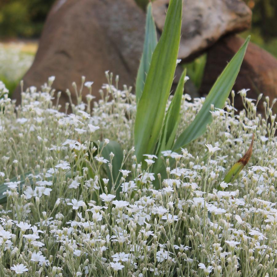 Cerastium tomentosum 'Yo Yo' - Snow in Summer from Hoffie Nursery