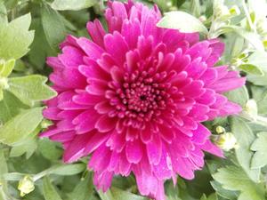 Chrysanthemum Patty™ Purple