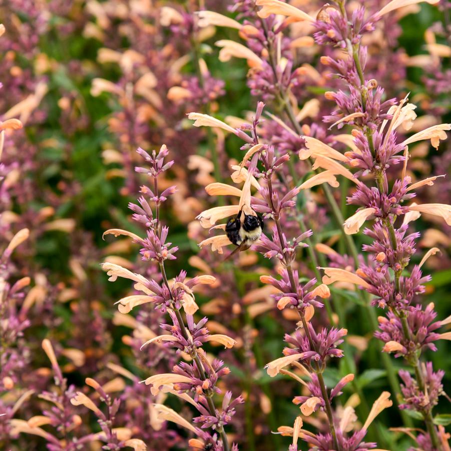 Agastache MEANT TO BE® Queen Nectarine