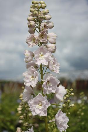 Delphinium (Magic Fountains) Cherry Blossom/White Bee