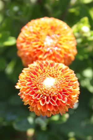 Chrysanthemum Izola Orange