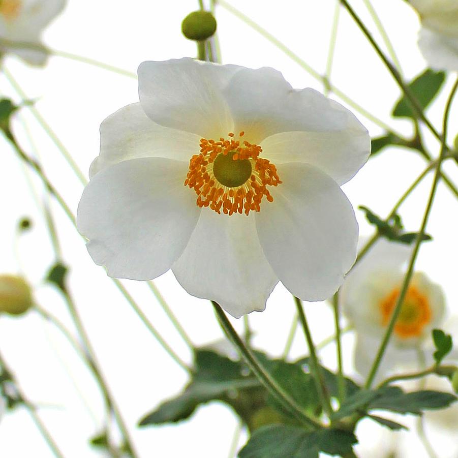 Anemone 'Honorine Jobert' - Japanese Windflower Anemone from Hoffie Nursery