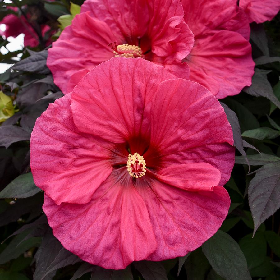 Hibiscus Summerific 'Evening Rose' - Rose Mallow from Hoffie Nursery