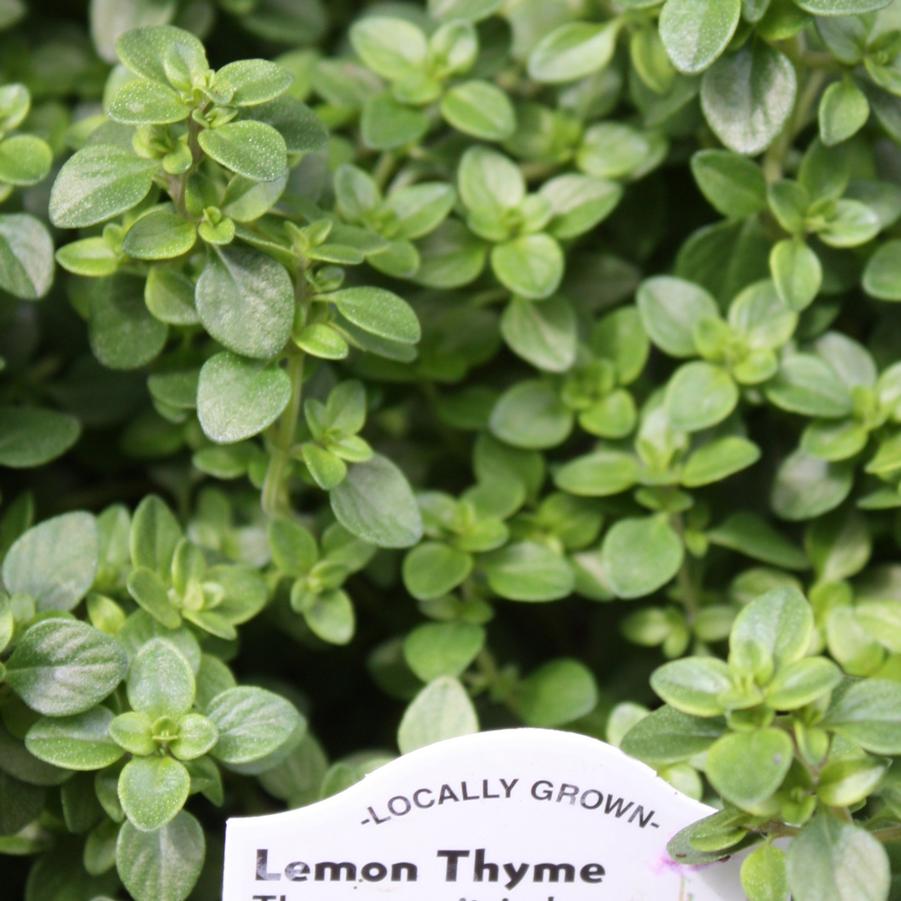 Thymus citriodorus - Thyme, Lemon from Hoffie Nursery