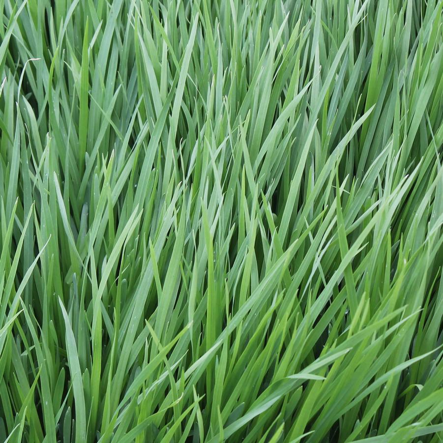 Cat Grass - Avena sativa (Annual) from Hoffie Nursery