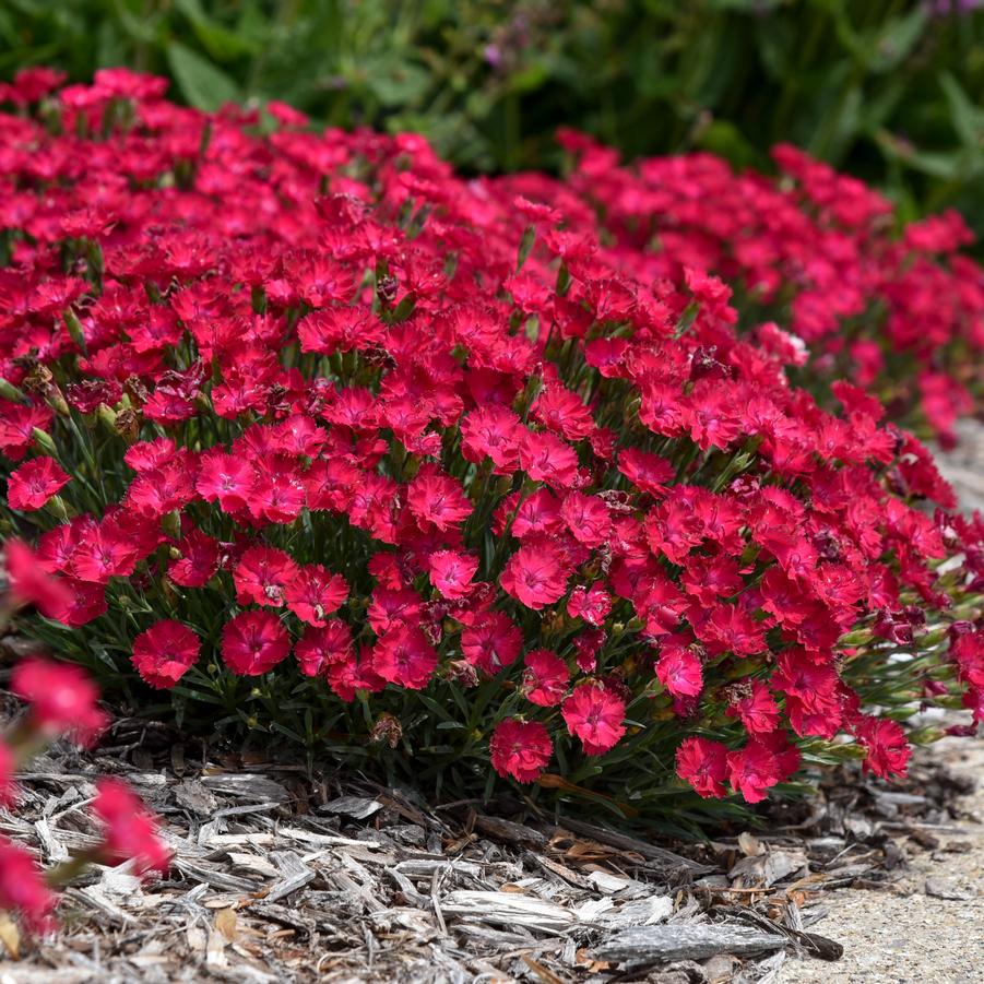 Dianthus Paint the Town Red