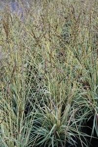 Molinia caerulea 'Variegata' - Variegated Moor Grass from Hoffie Nursery