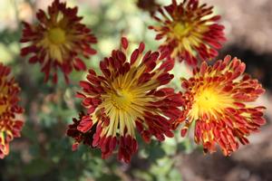Chrysanthemum Matchsticks