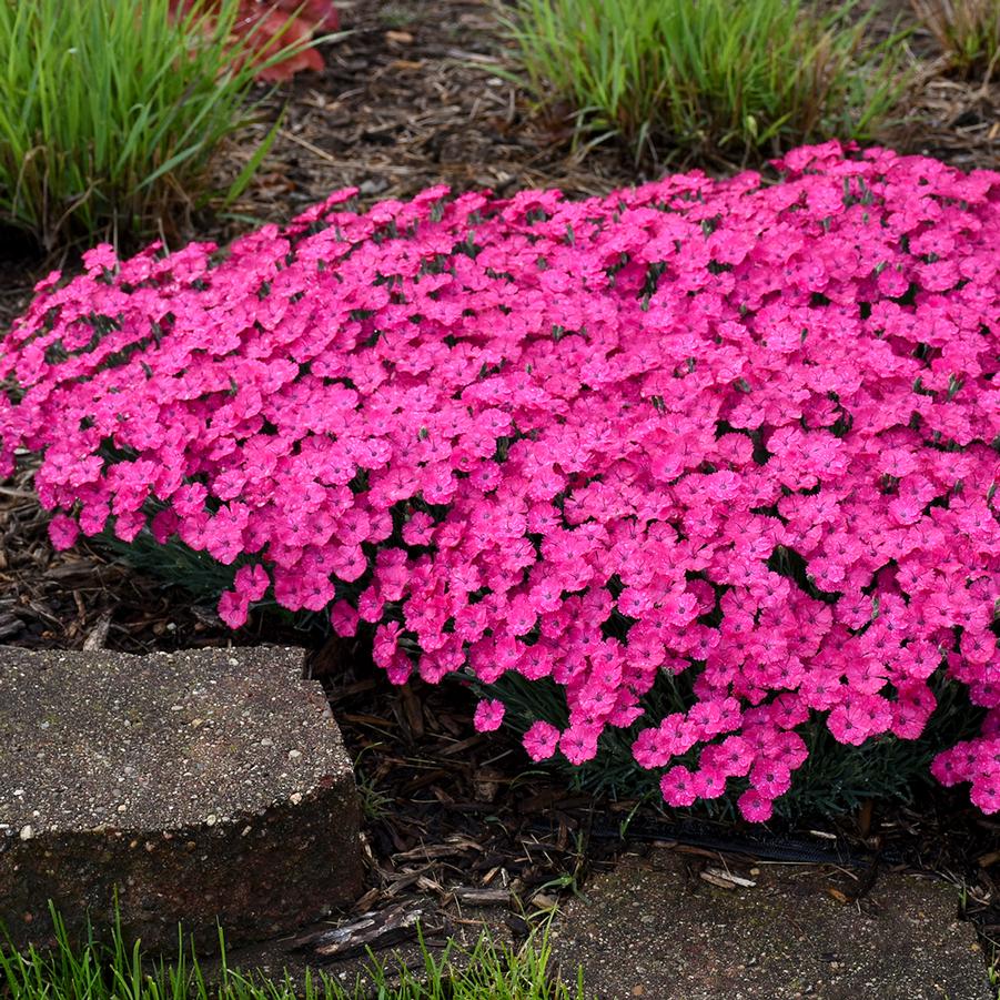 Dianthus 'Paint the Town Magenta' - Pinks from Hoffie Nursery