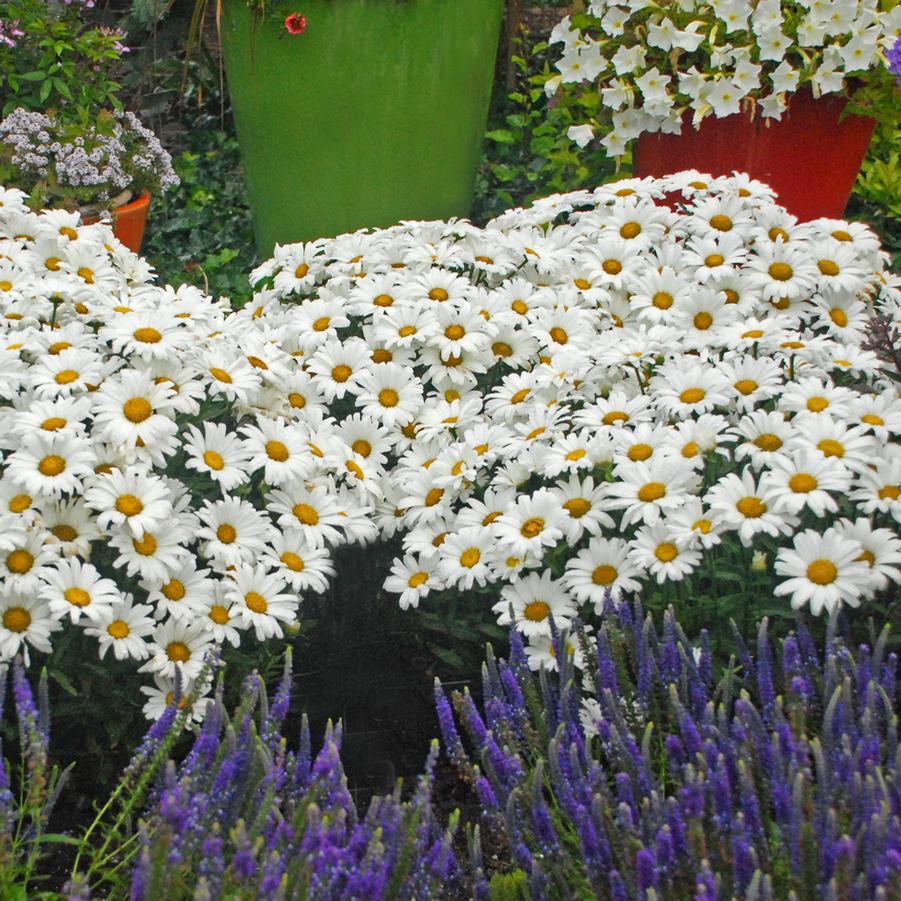 Leucanthemum Amazing Daisies 'Daisy May' - Shasta Daisy from Hoffie Nursery