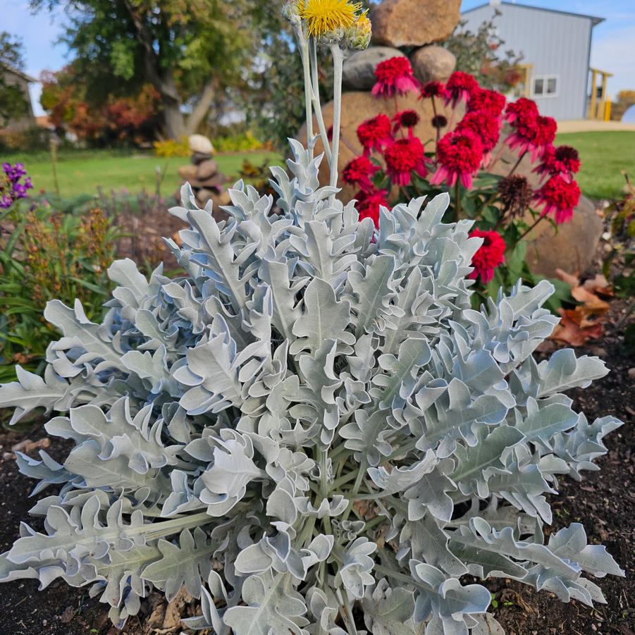 Centaurea ragusina Silver Swirl