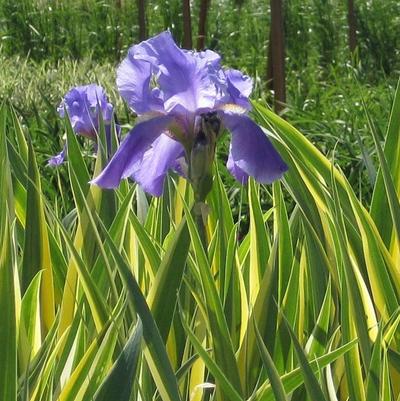 Iris pallida Aureo Variegata